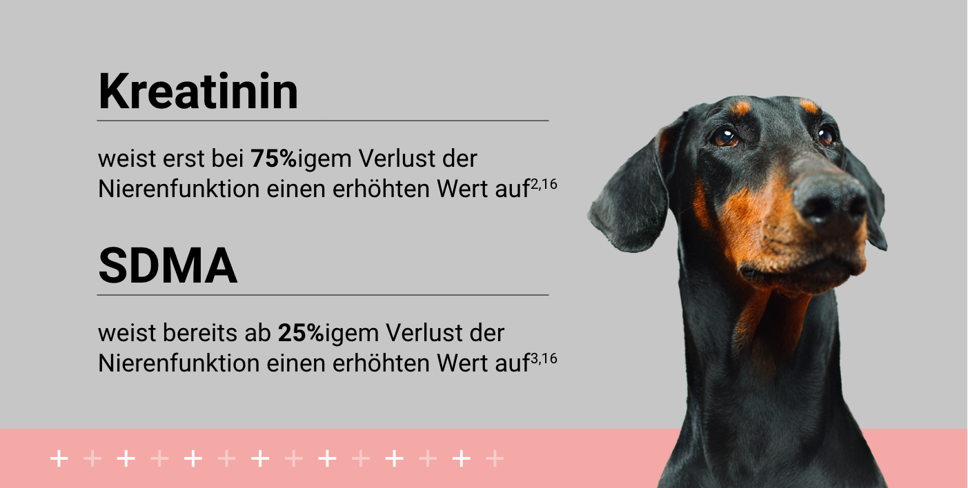 Doberman with text graphic.