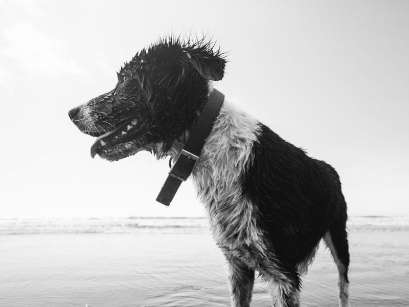 Wet black and white dog on beach, black and white.