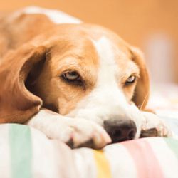 Beagle dog breed resting on a striped pillow
