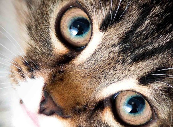 Close up of tabby cat face looking at camera.