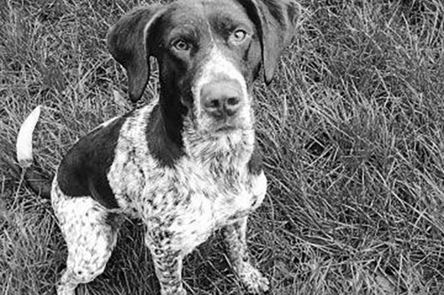 German Shorthaired Pointer sitting in grass looking at camera.