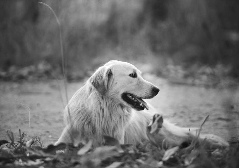 Golden retriever laying in grass, black and white.