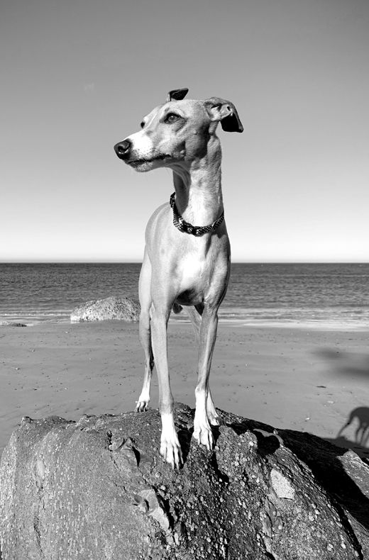 A greyhound perched on a rock at a beach, looking off into the distance.