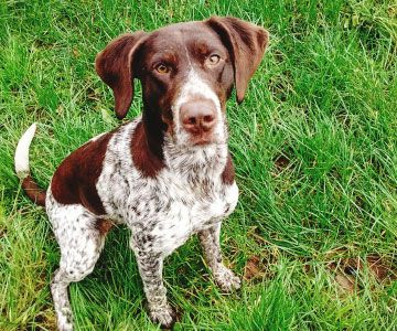 German shorthair pointer mix sitting on grass.