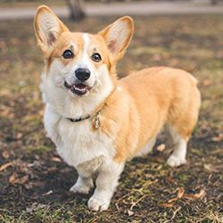 Two-year old Welsh corgi