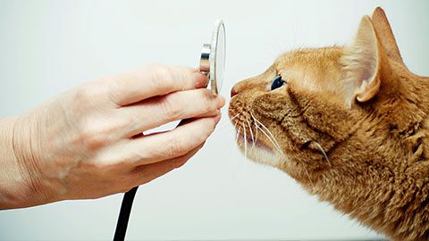 心臓の状態を調べるスナップ・proBNP（猫） 検査 - IDEXX Japan