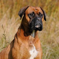 boxer dog lacy case study