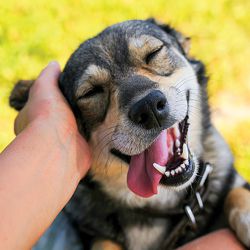 Happy dog receiving an ear rub