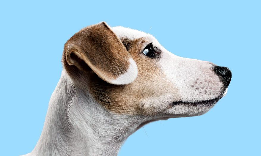 Side view of terrier profile against light blue background.