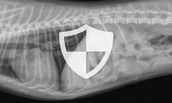 X-ray of animal with icon of a safety shield over it.