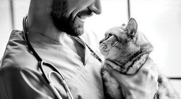 Veterinarian with stethoscope holding striped cat.