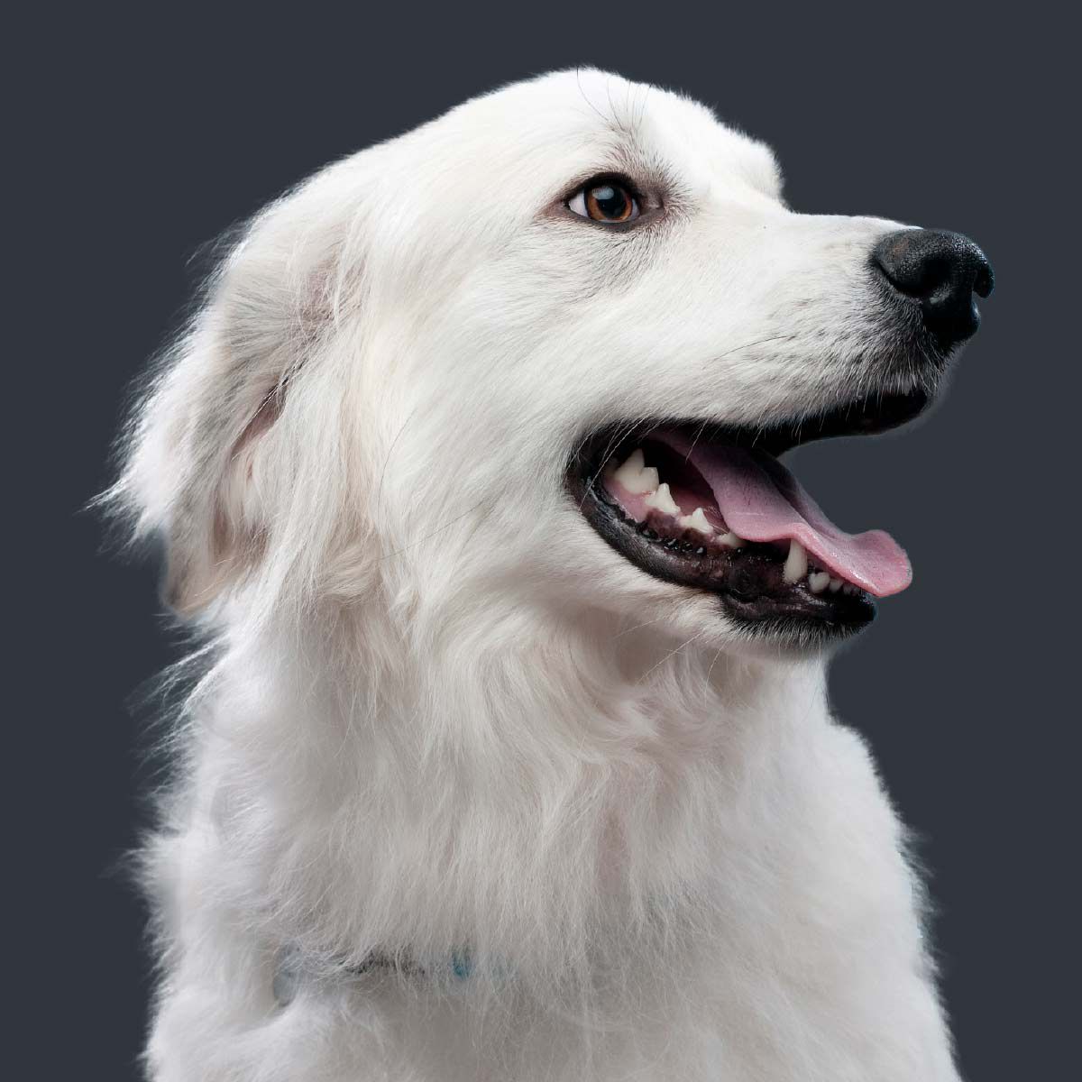 White fluffy dog with tongue out on charcoal background.