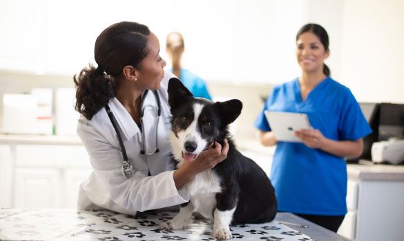 veterinarian talking to technician with corgi on exam table.