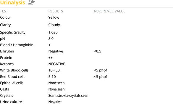 Screenshot of Custard's urinalysis report