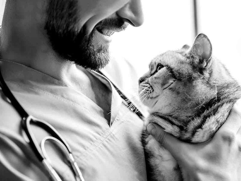 Veterinarian with stethoscope holding striped cat.
