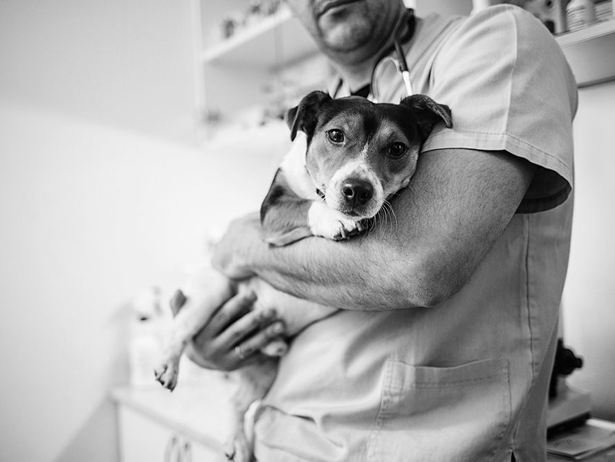 Dog being held.