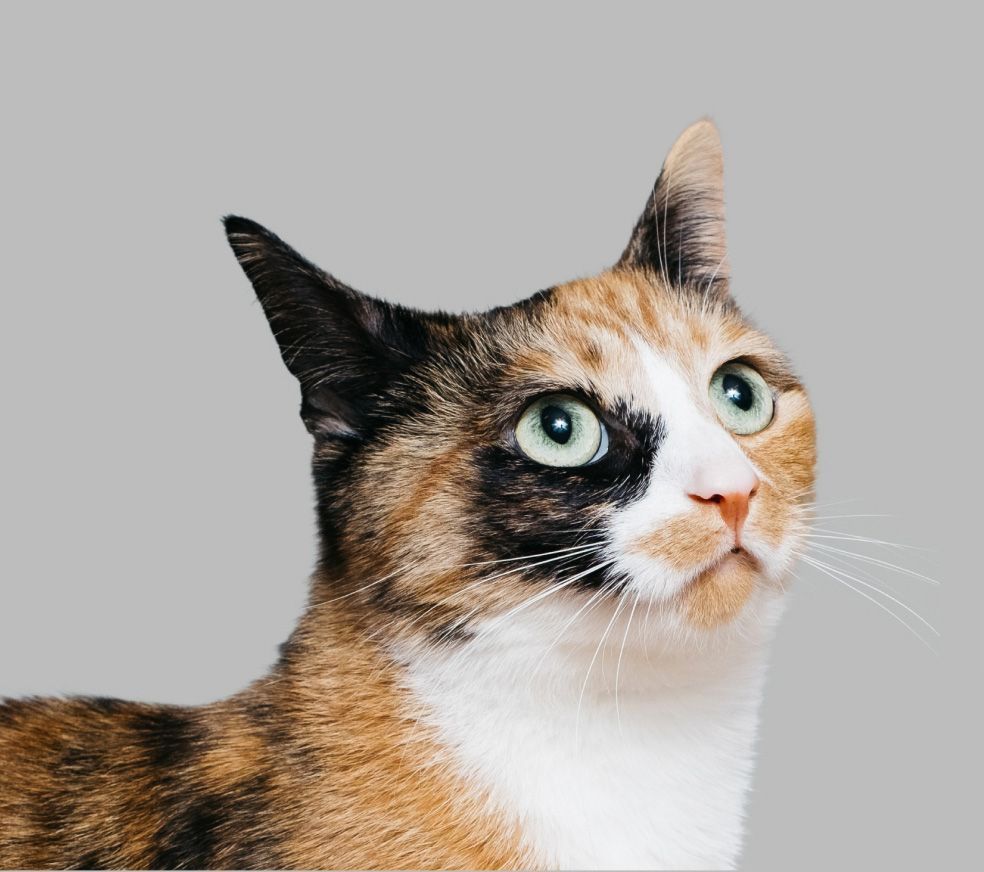 A calico cat with yellow-green eyes looks upwards.