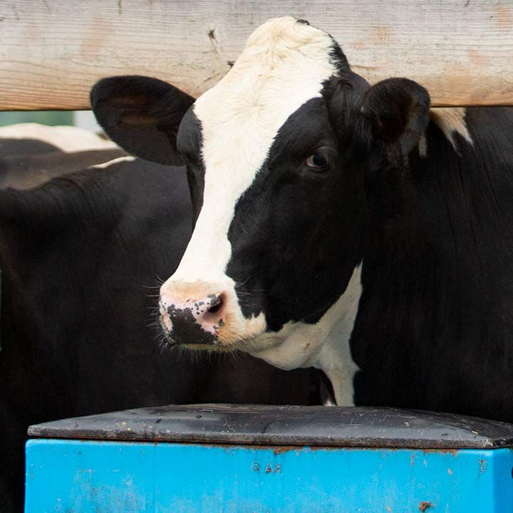 Pregnant dairy cow feeding in barn.
