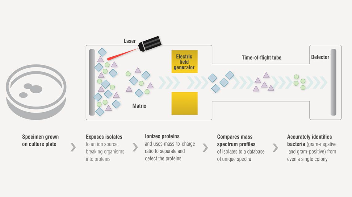 Matrix-assisted laser desorption/ionization time-of-flight (MALDI-TOF or MALDI) mass spectrometry process diagram