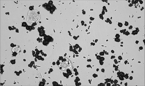 Urinalysis image for a dog named Peggy