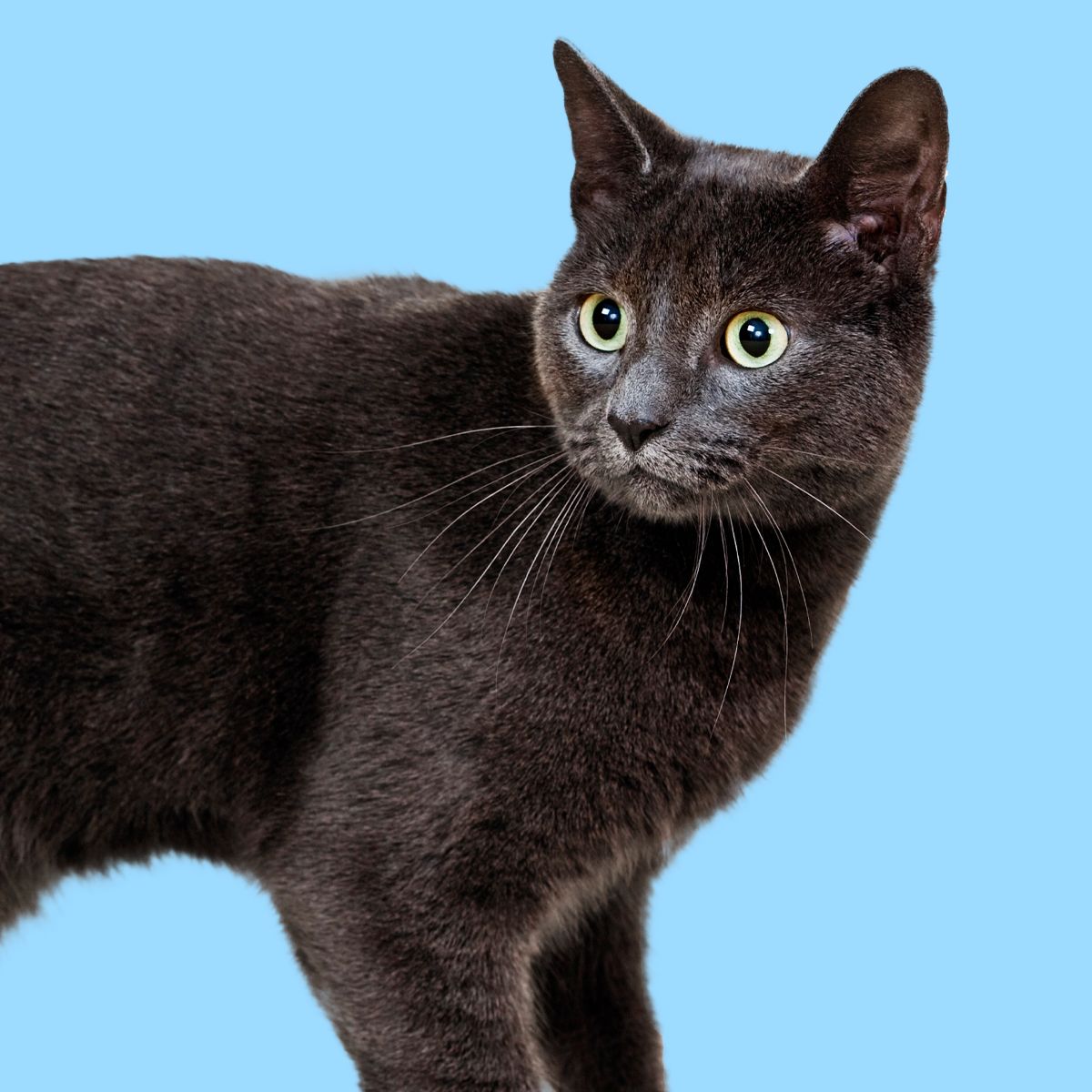 韓國☆可愛い[SOFTTHUMBNAIL]Jiji, Russian Blue Jiji, Russian Blue - soft thumbnail