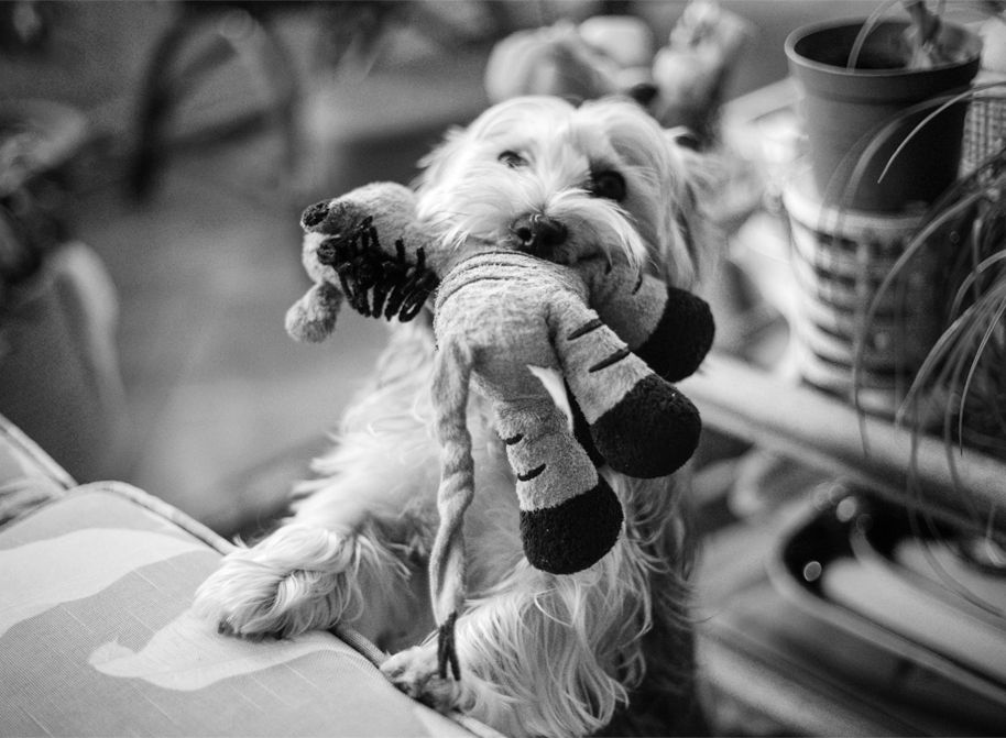 Charlie the dog holding a toy.
