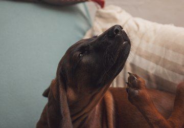 Brown dog scratching ear