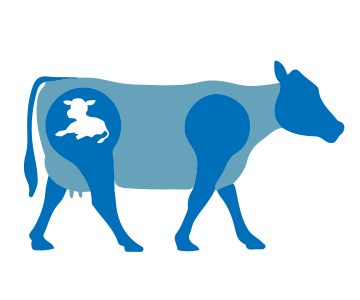 A blue graphic of a pregnant dairy cow