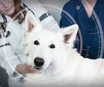 Alert dog with Veterinary Technicians