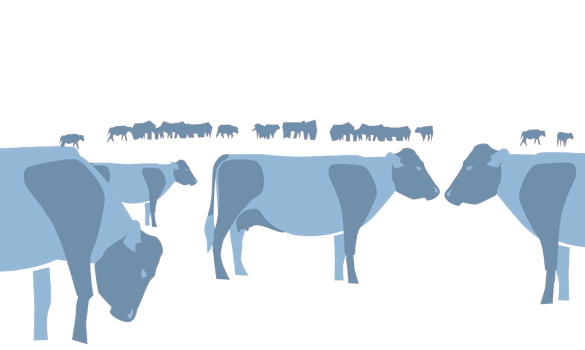 Graphic of a herd of cows.