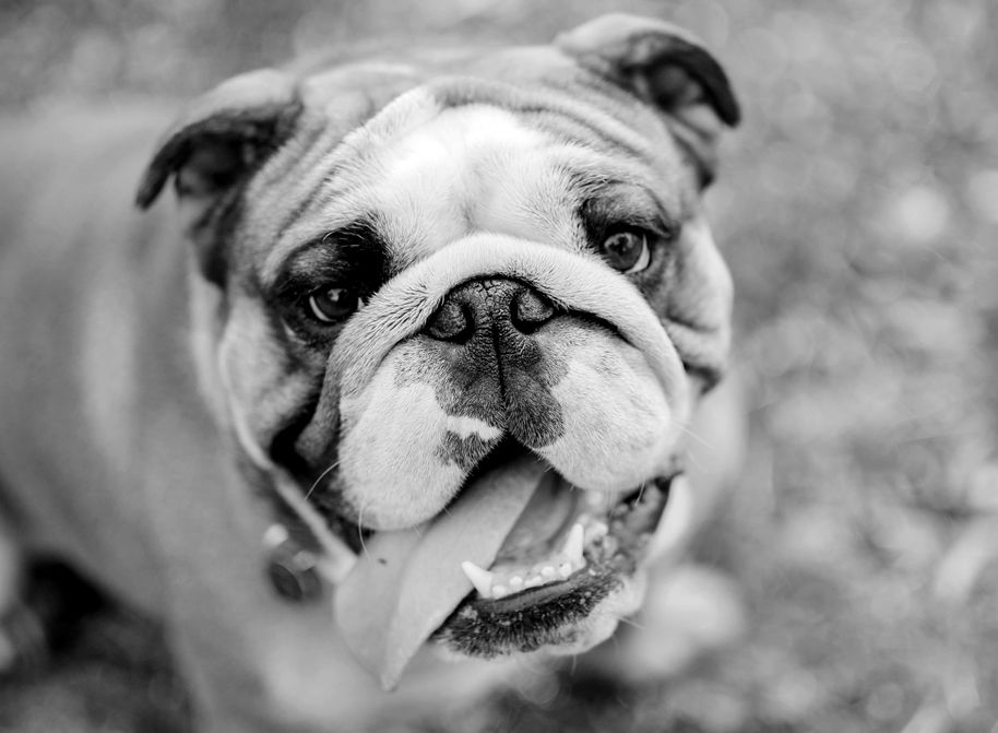 An english bulldog smiling.