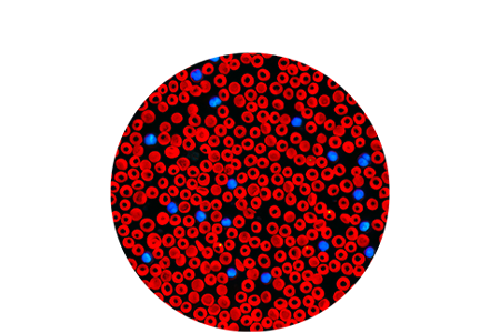 Graphic of morphology cells.