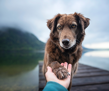 Brown dog with its paw in human's hand