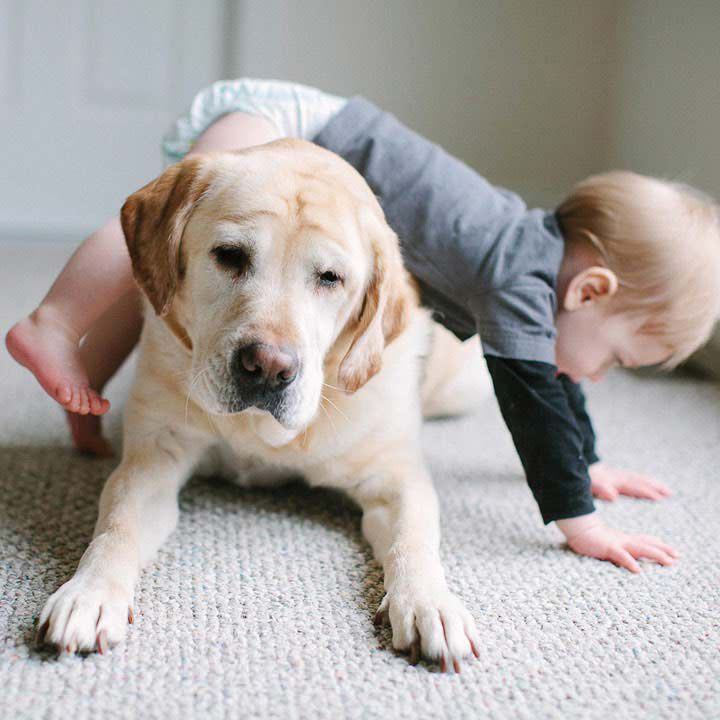 Baby crawling over old yellow lab