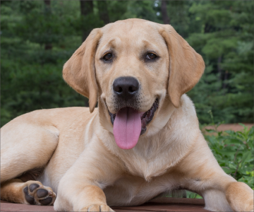 Labrador retriever named Peggy lying in grass