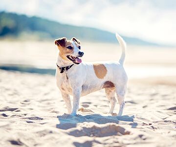 Jack Russell Terrier on a sandy beach.