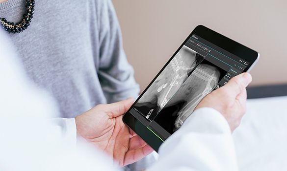 Veterinarians using IDEXX Web PACS on a tablet