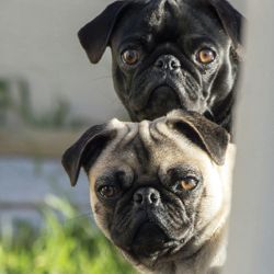 Lucy and Benson: Pug dog breed looking around the corner