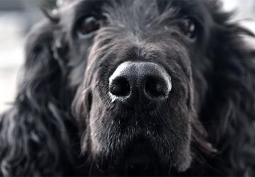 Cocker spaniel nose.