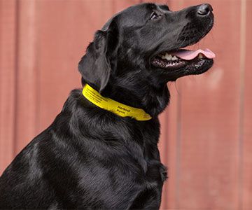 a dog wearing a PetDetect Pet ID Collar