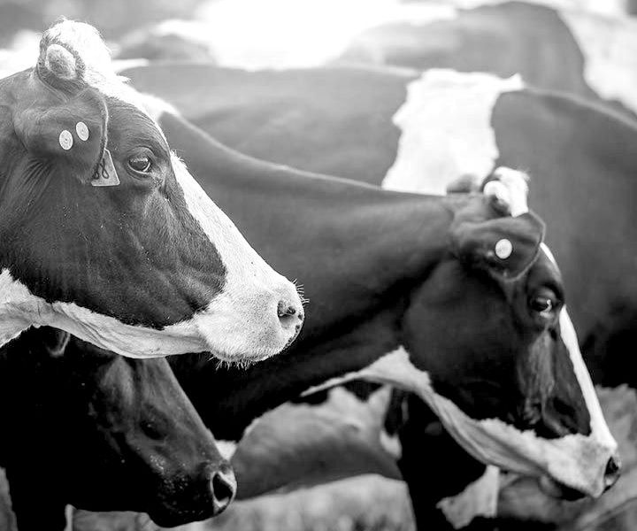 Cow in field