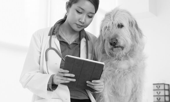 Female veterinarian and large, scruffy dog looking at a tablet.