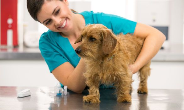 Veterinary technician holding brown dog with a ProCyte One analyzer on the shelf.