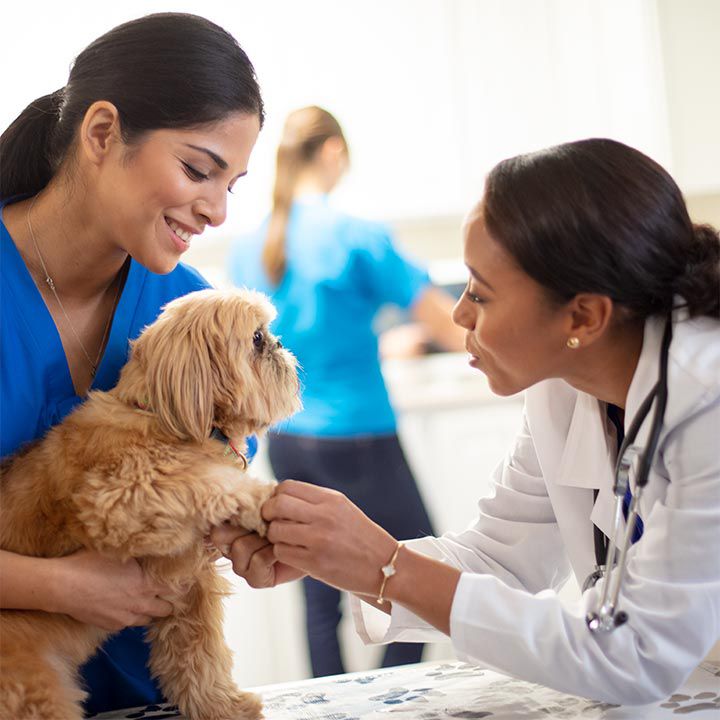 Veterinarian meeting a small brown dog that is being held by a veterinary technician