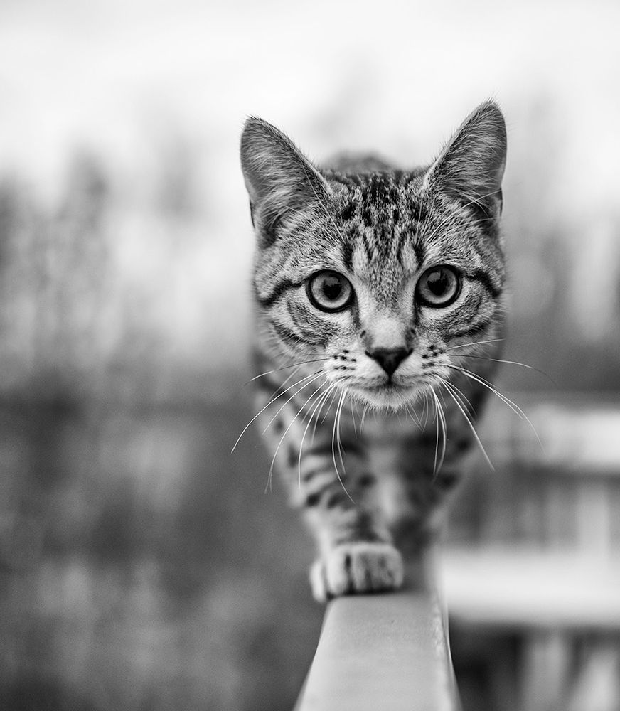 Cat walking on railing.