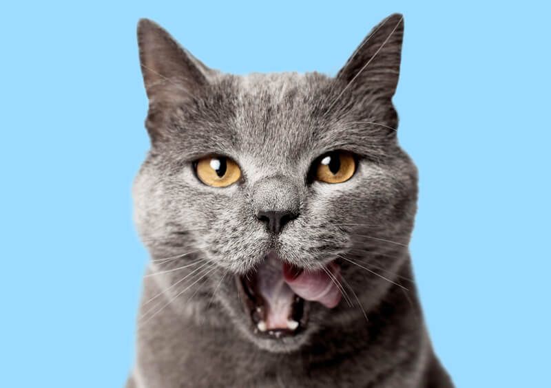 Image of gray cat licking lips on light blue background.