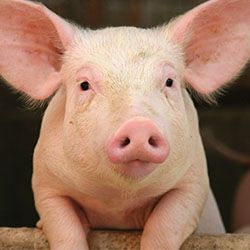 IDEXXの豚の診断 - IDEXX Japan