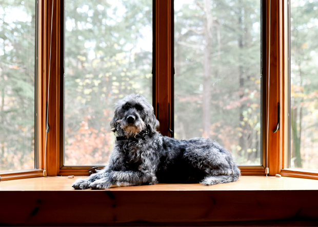 カタリストOneの検査項目 - IDEXX Japan