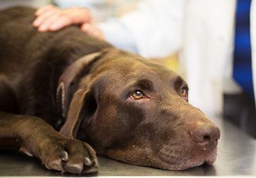 Labrador test sale