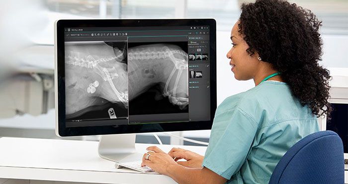 A veterinary technician uses IDEXX diagnostic imaging technology.